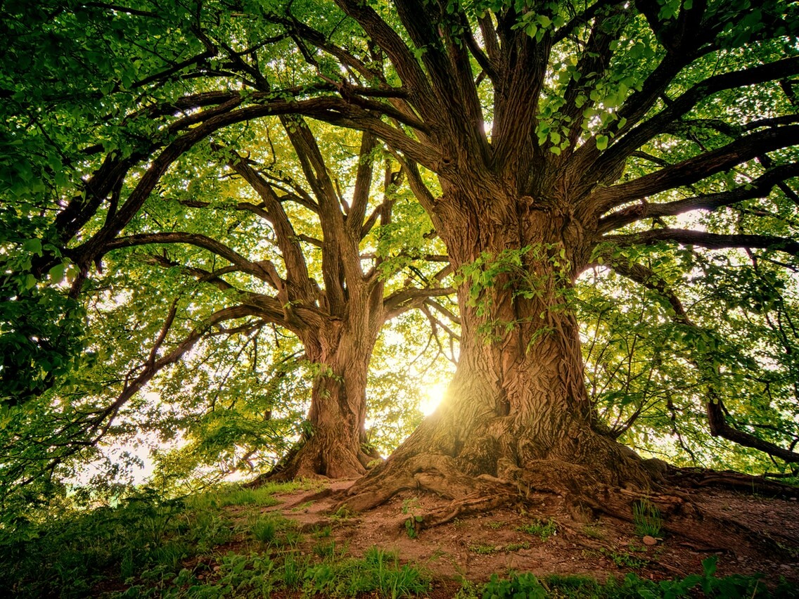 building your coaching tree purposeful ceo